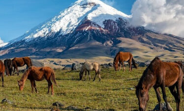 volcán cotopaxi day trip